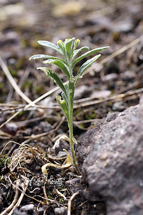 Изображение особи род Alyssum.