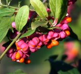 Euonymus europaeus. Часть веточки с созревающими и раскрывшимися плодами. Московская обл., Раменский р-н, окр. дер. Хрипань, садовый участок. 28.08.2011.