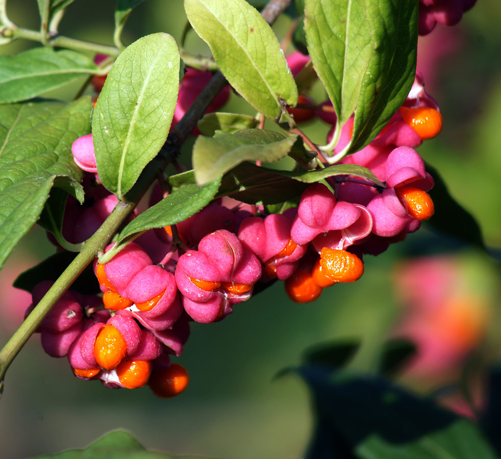 Изображение особи Euonymus europaeus.