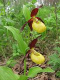 Cypripedium calceolus