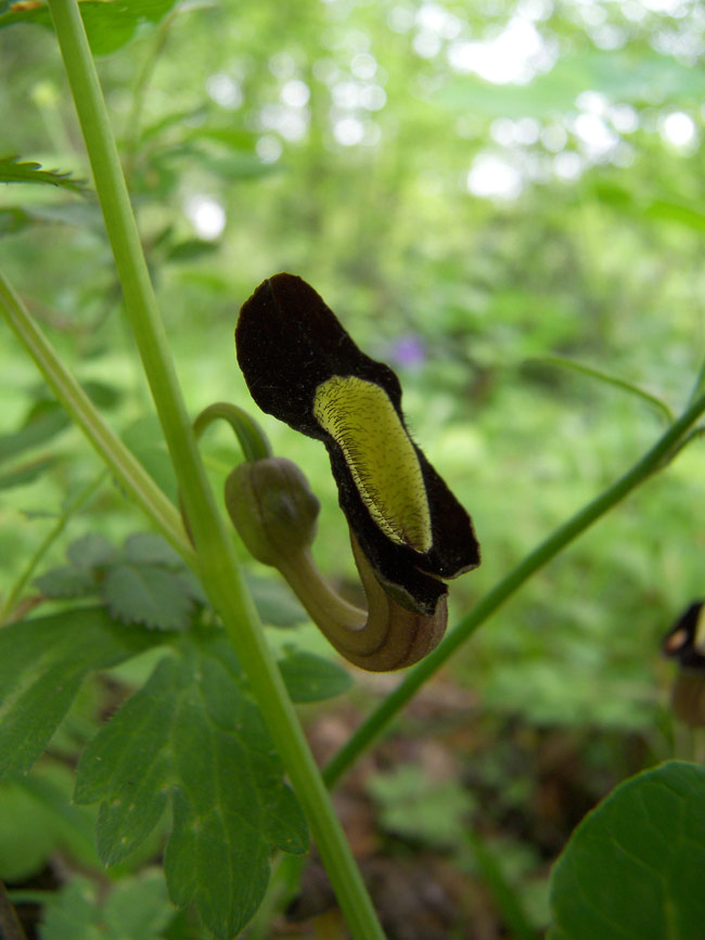 Изображение особи Aristolochia steupii.