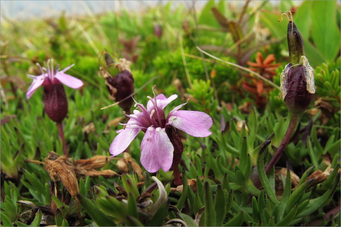 Изображение особи Silene acaulis.