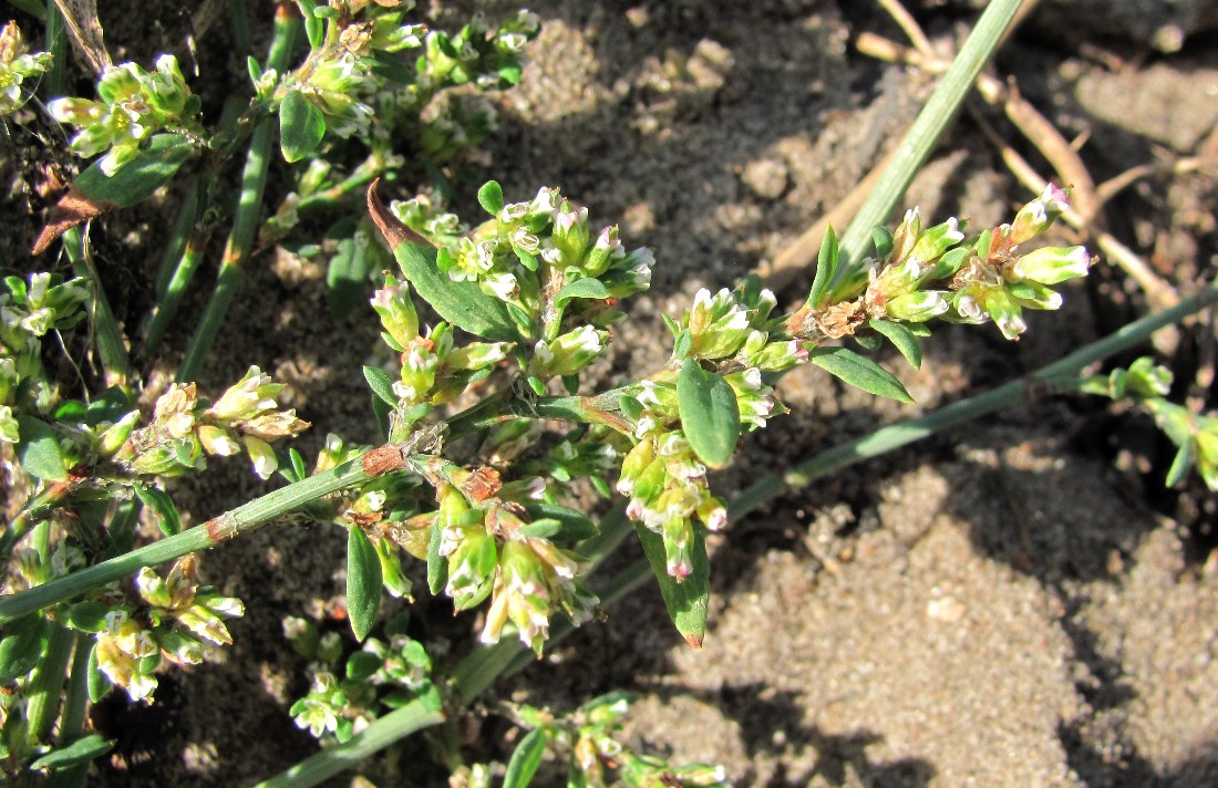 Image of Polygonum arenastrum specimen.