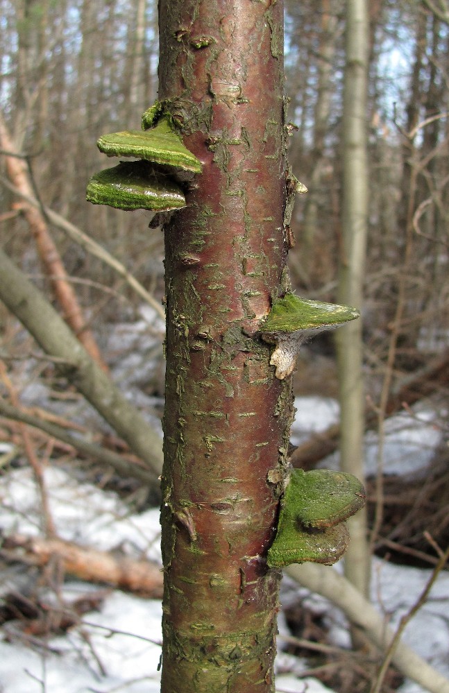 Изображение особи Betula pendula.