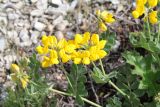 Coronilla coronata