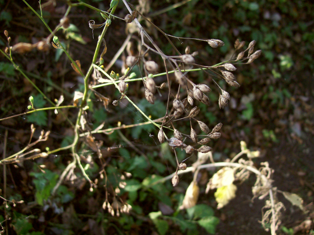 Image of Lapsana communis specimen.