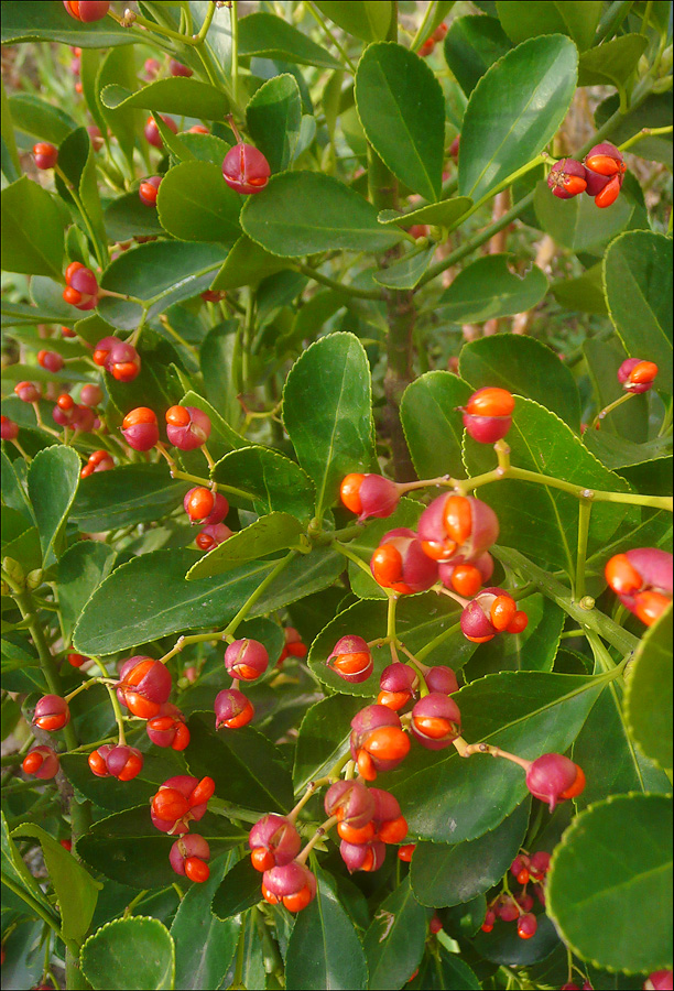 Изображение особи Euonymus japonicus.