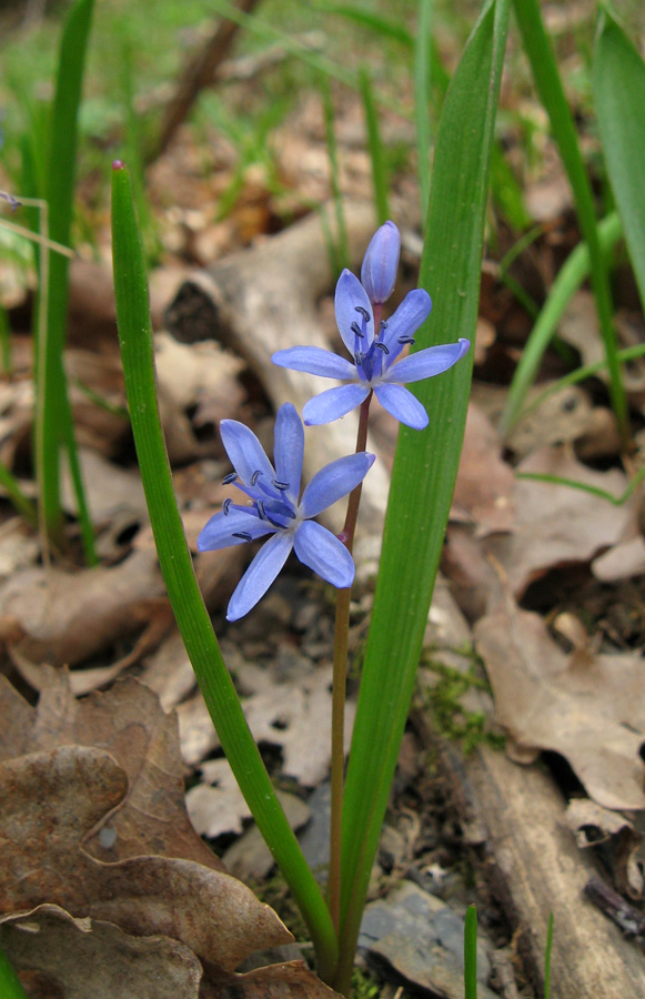 Image of Scilla bifolia specimen.