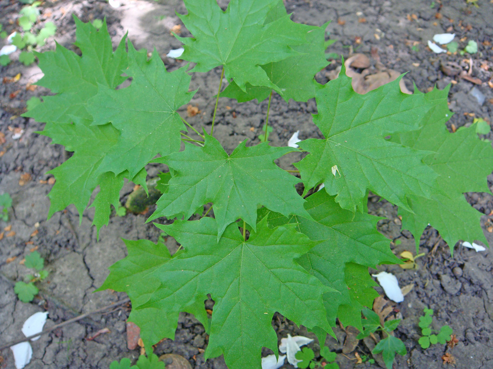 Image of Acer platanoides specimen.