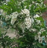 Смотреть изображение Robinia pseudoacacia
