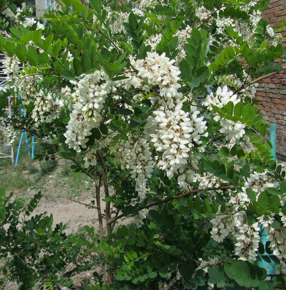 Image of Robinia pseudoacacia specimen.