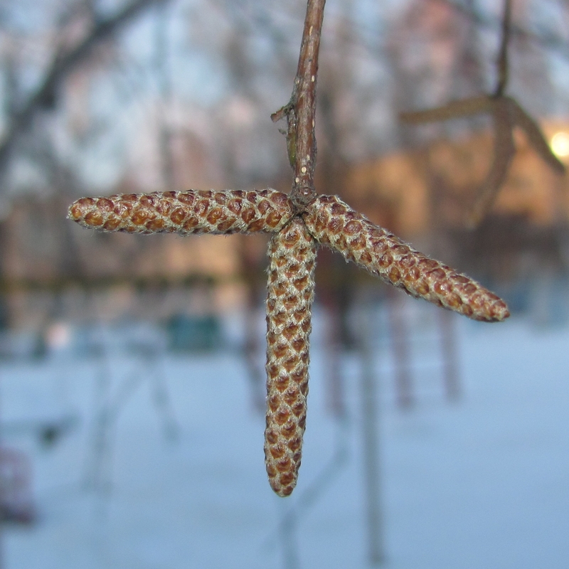 Image of Betula pendula specimen.