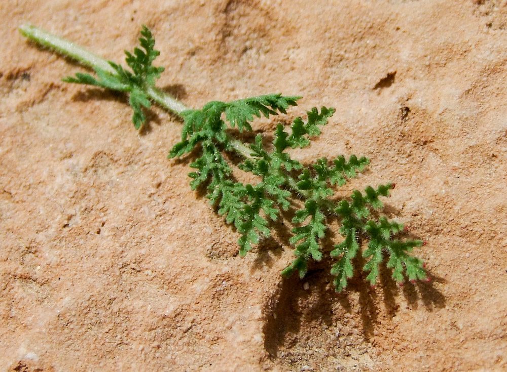 Image of Erodium stellatum specimen.