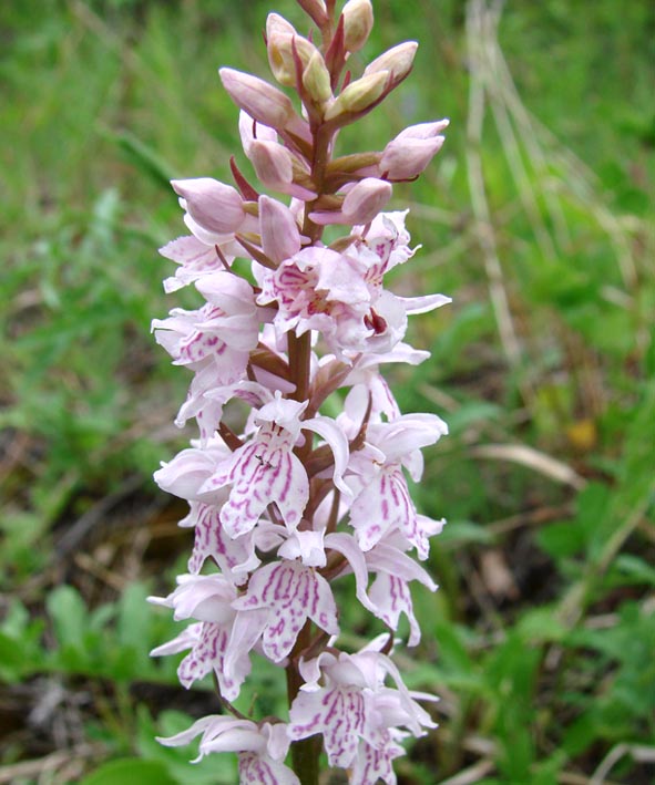 Изображение особи Dactylorhiza fuchsii.