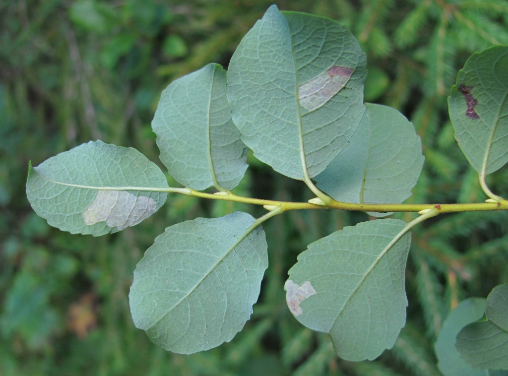 Изображение особи Salix starkeana.