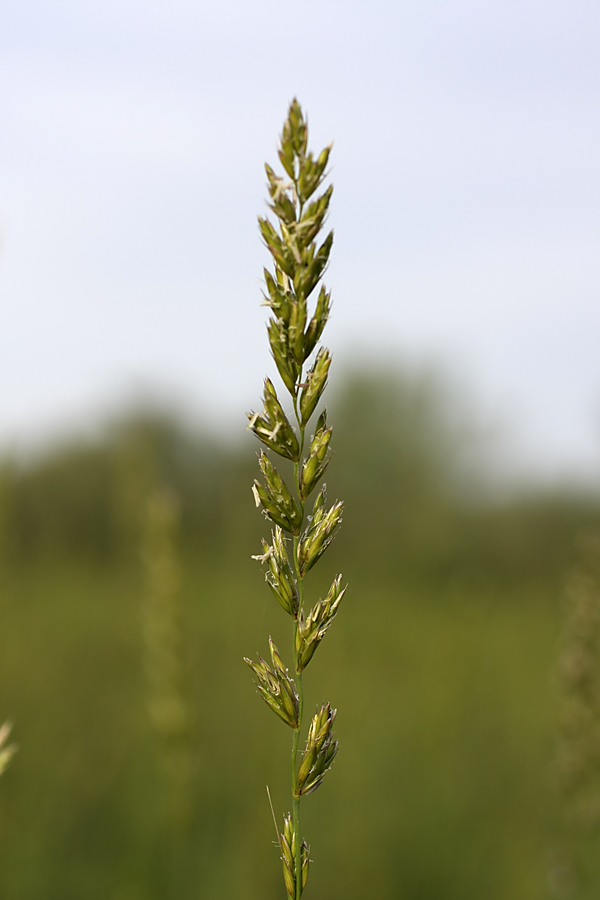 Image of genus Elymus specimen.