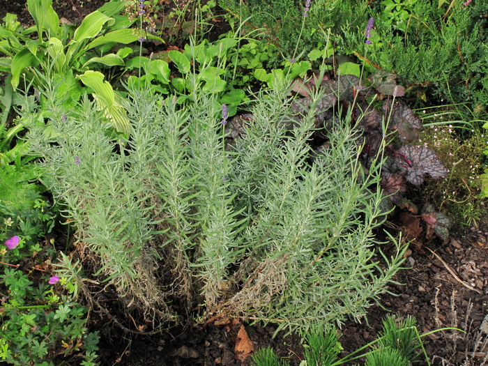 Image of Lavandula angustifolia specimen.