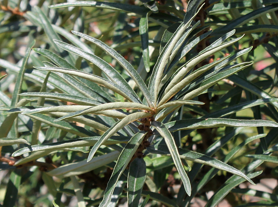 Image of Hippophae rhamnoides specimen.