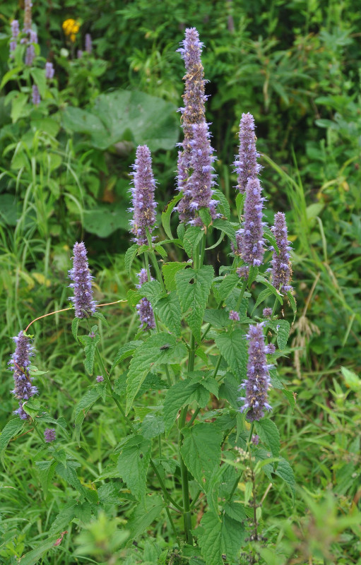 Image of Agastache rugosa specimen.