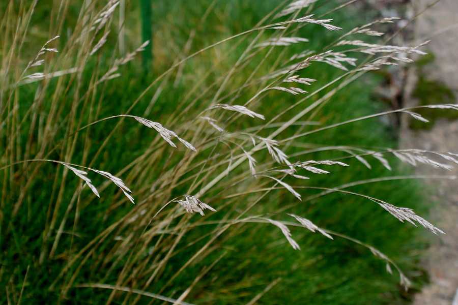 Image of Festuca gautieri specimen.