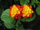 Lantana camara