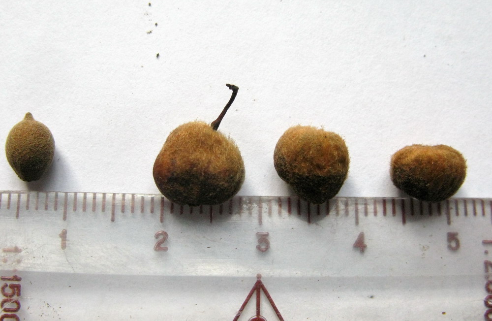 Image of Tilia nasczokinii specimen.