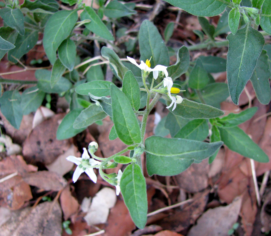 Image of Solanum pseudocapsicum specimen.