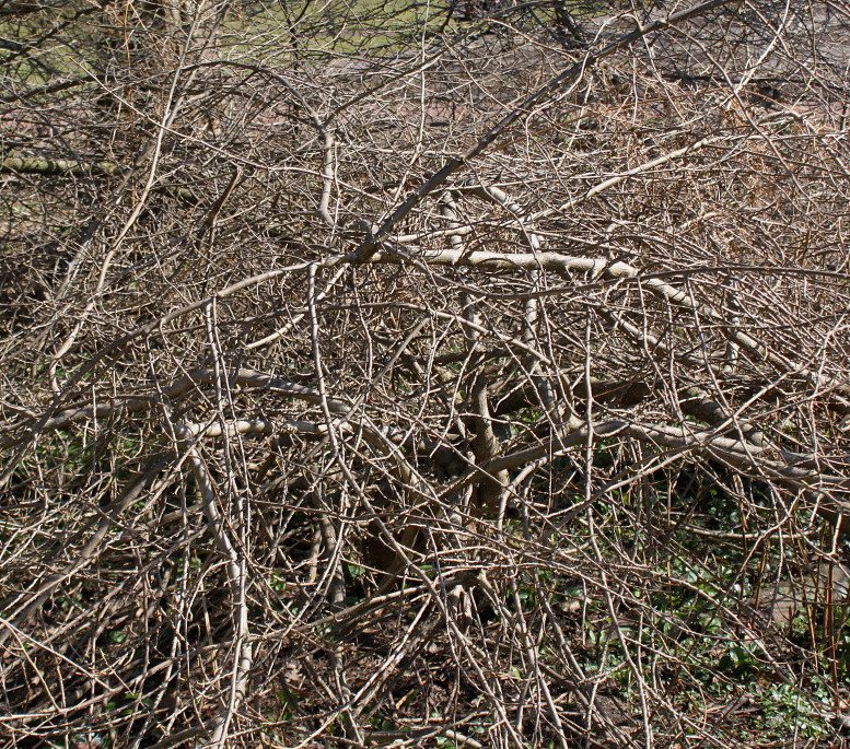 Image of Orixa japonica specimen.