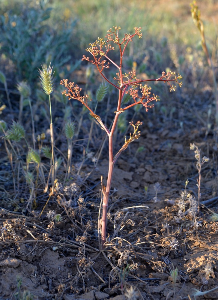 Image of Ferula caspica specimen.