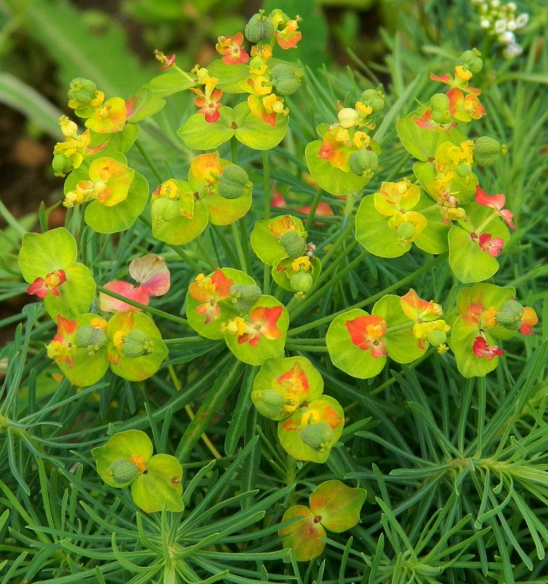 Image of Euphorbia cyparissias specimen.