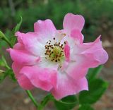 genus Rosa