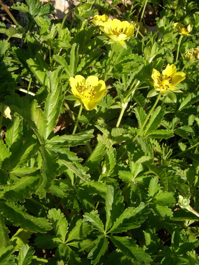 Изображение особи Potentilla reptans.