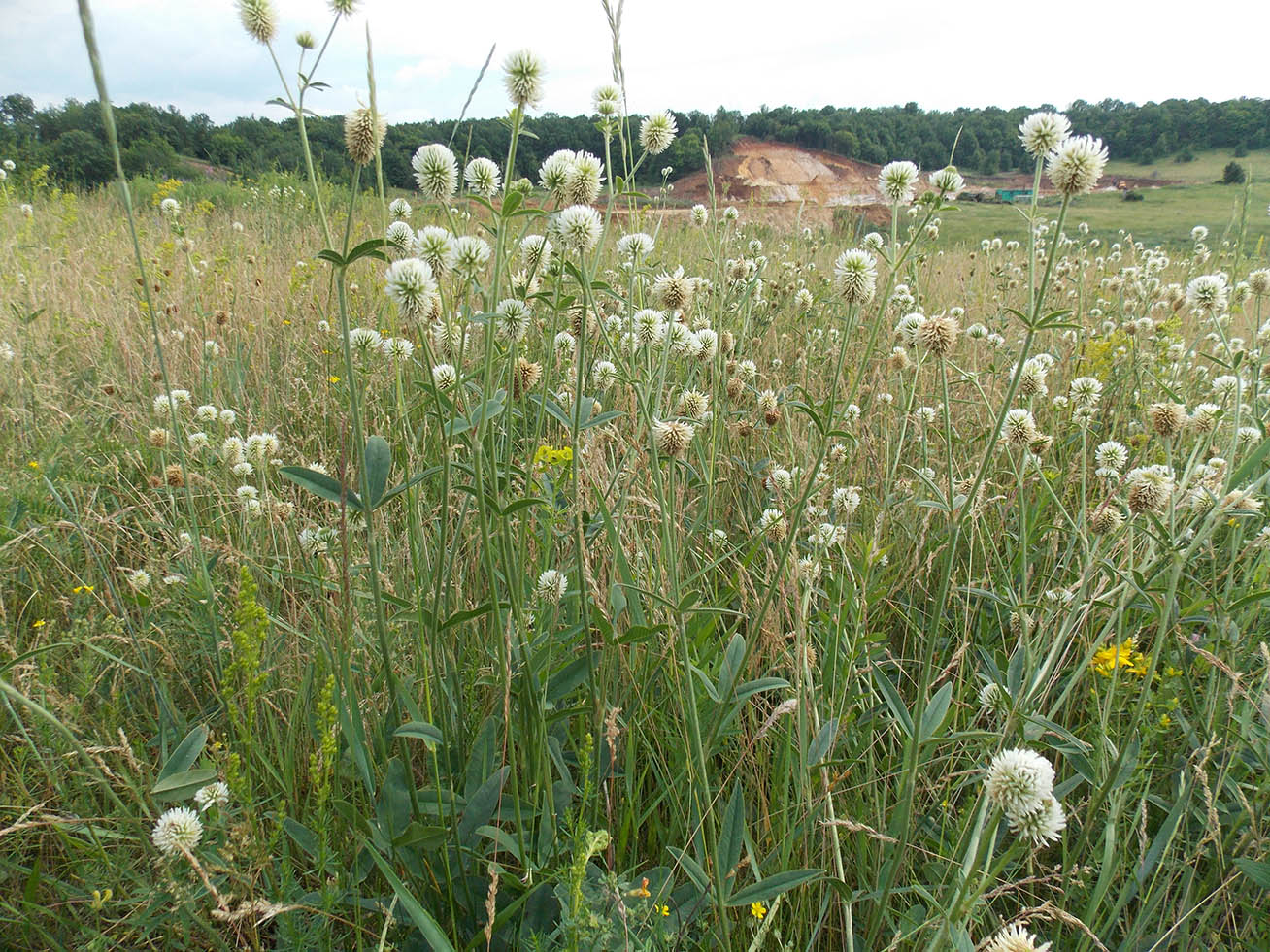 Изображение особи Trifolium montanum.