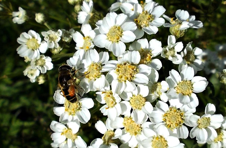 Изображение особи род Achillea.