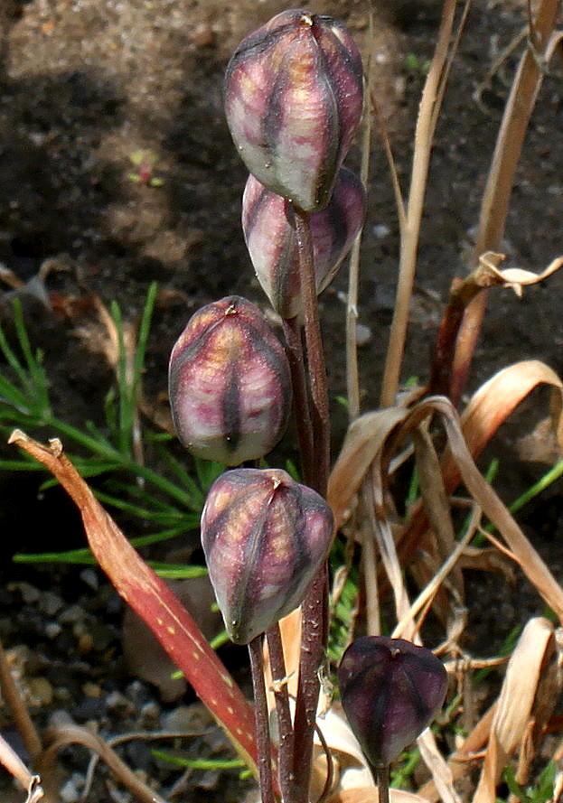 Image of Tulipa turkestanica specimen.