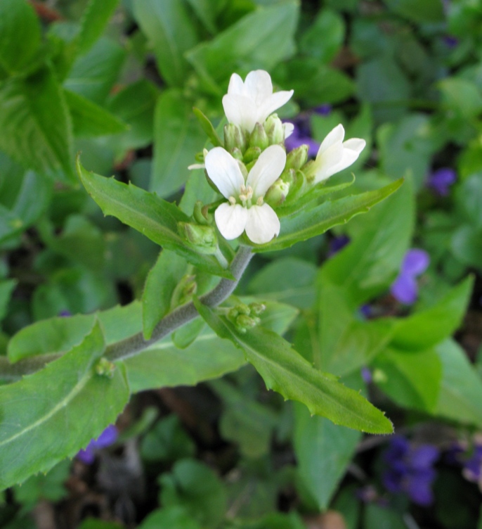 Image of Arabis turrita specimen.