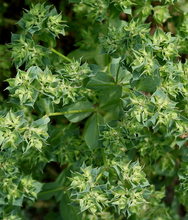 Изображение особи Euphorbia segetalis.