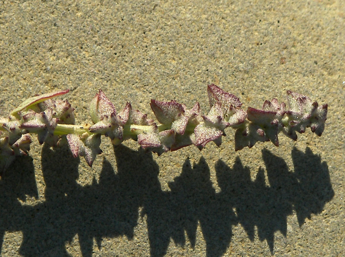 Image of Atriplex prostrata specimen.