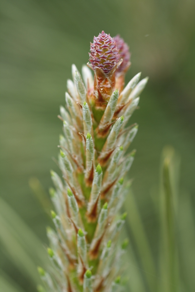 Изображение особи Pinus pallasiana.