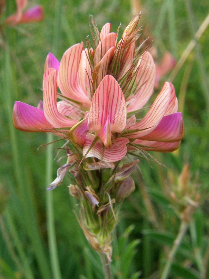 Image of Onobrychis jailae specimen.