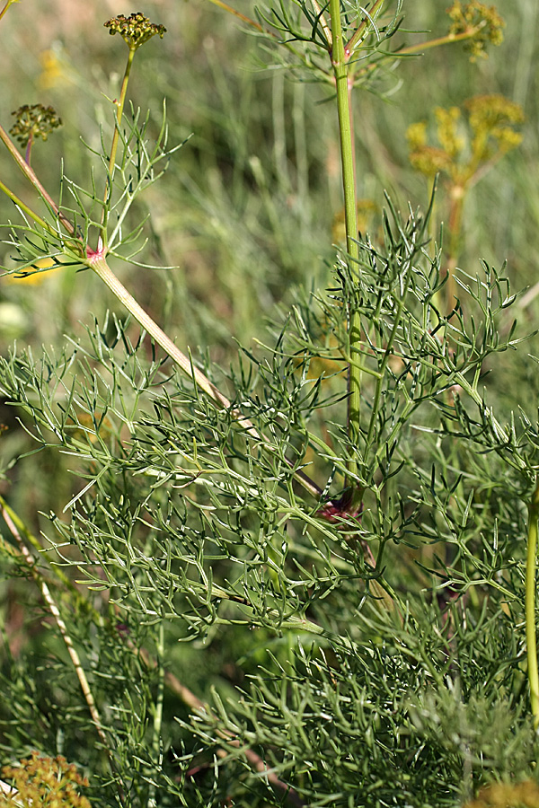 Image of Prangos ornata specimen.