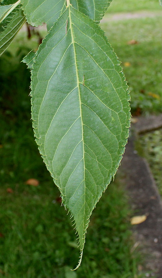 Image of Prunus serrulata specimen.