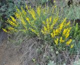 Genista dracunculoides. Цветущее растение. Нагорный Карабах, окр. г. Шуши, Унотское ущелье. 05.05.2013.