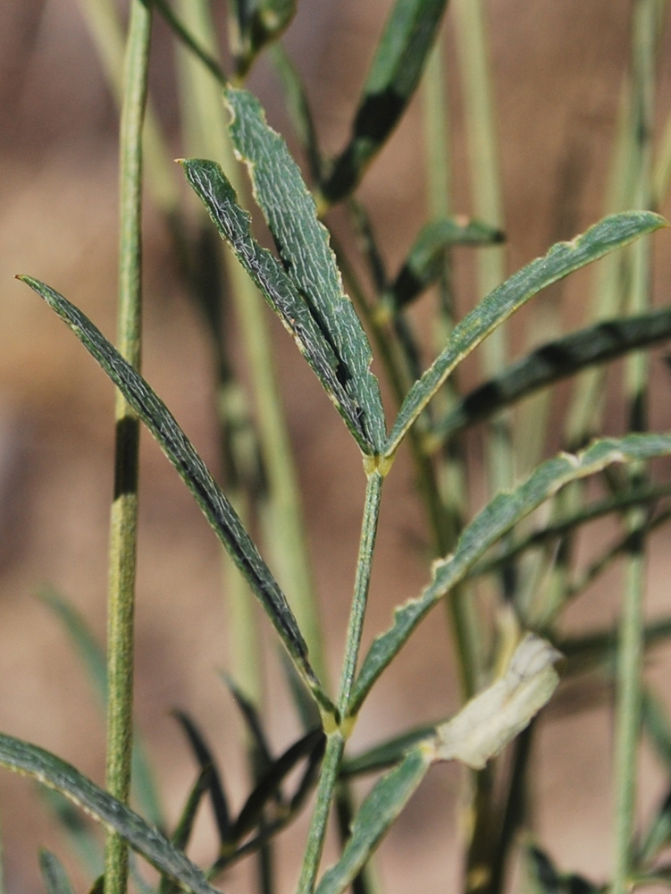 Image of Astragalus krauseanus specimen.