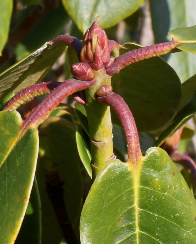 Image of Rhododendron campanulatum specimen.