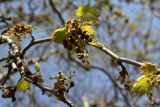 Platanus orientalis