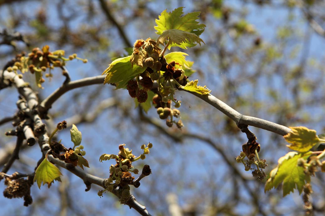 Image of Platanus orientalis specimen.