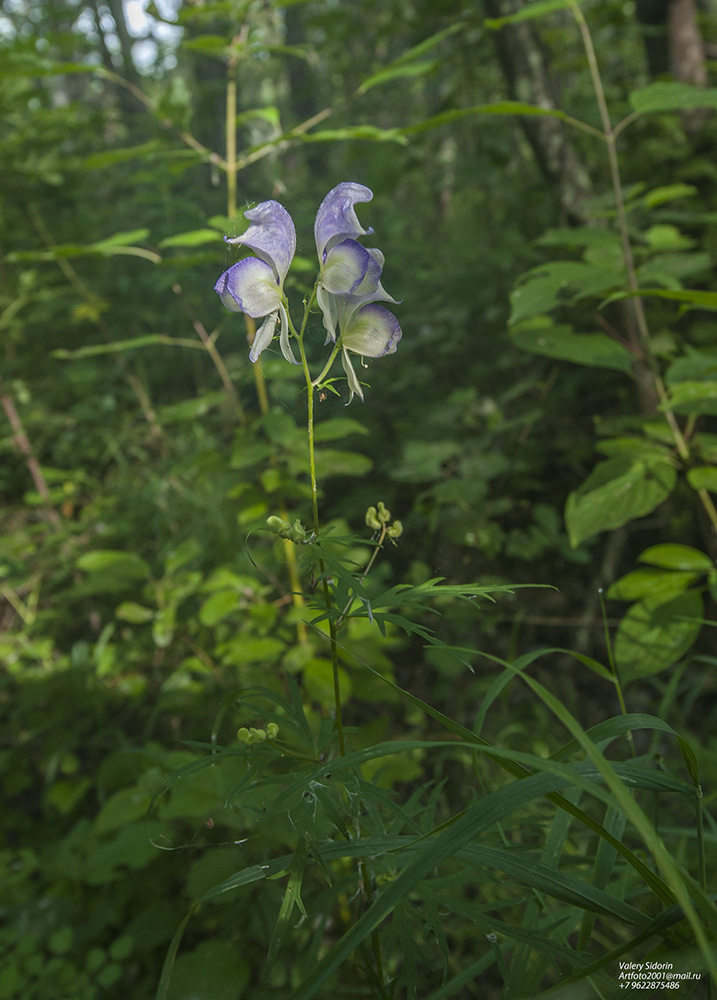 Изображение особи род Aconitum.