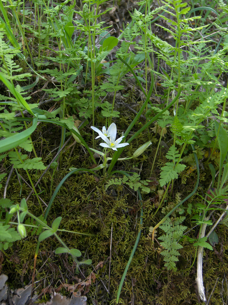 Image of Ornithogalum sintenisii specimen.