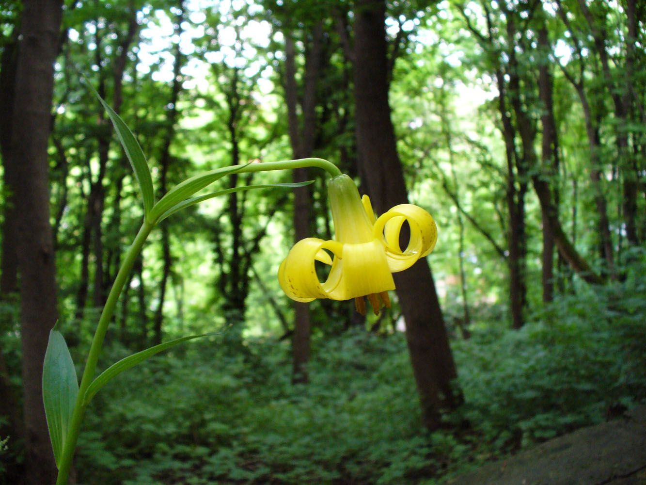 Image of Lilium monadelphum specimen.